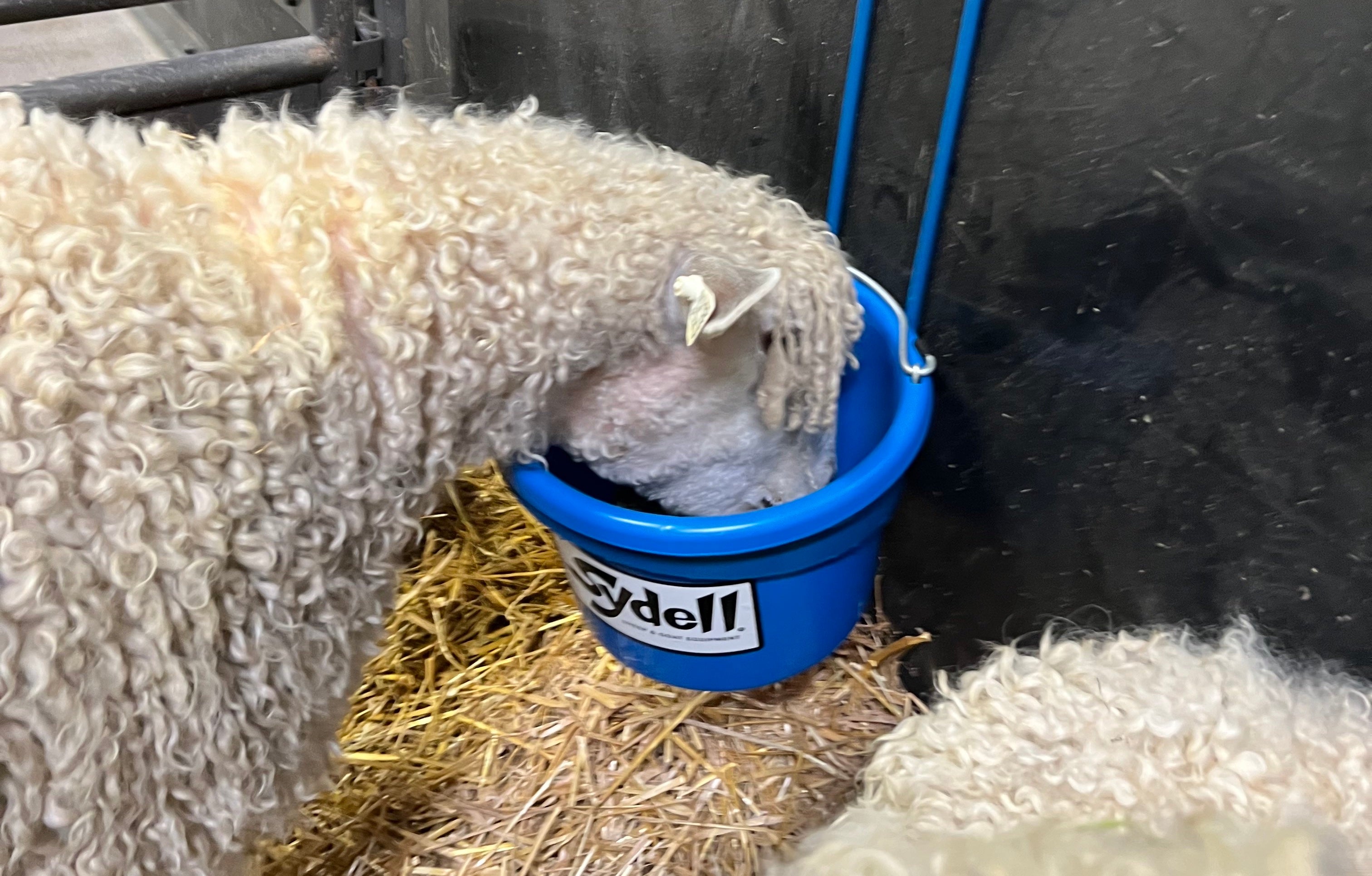 Sydell Sheep Feeder on Wire Hanger for Show Pens