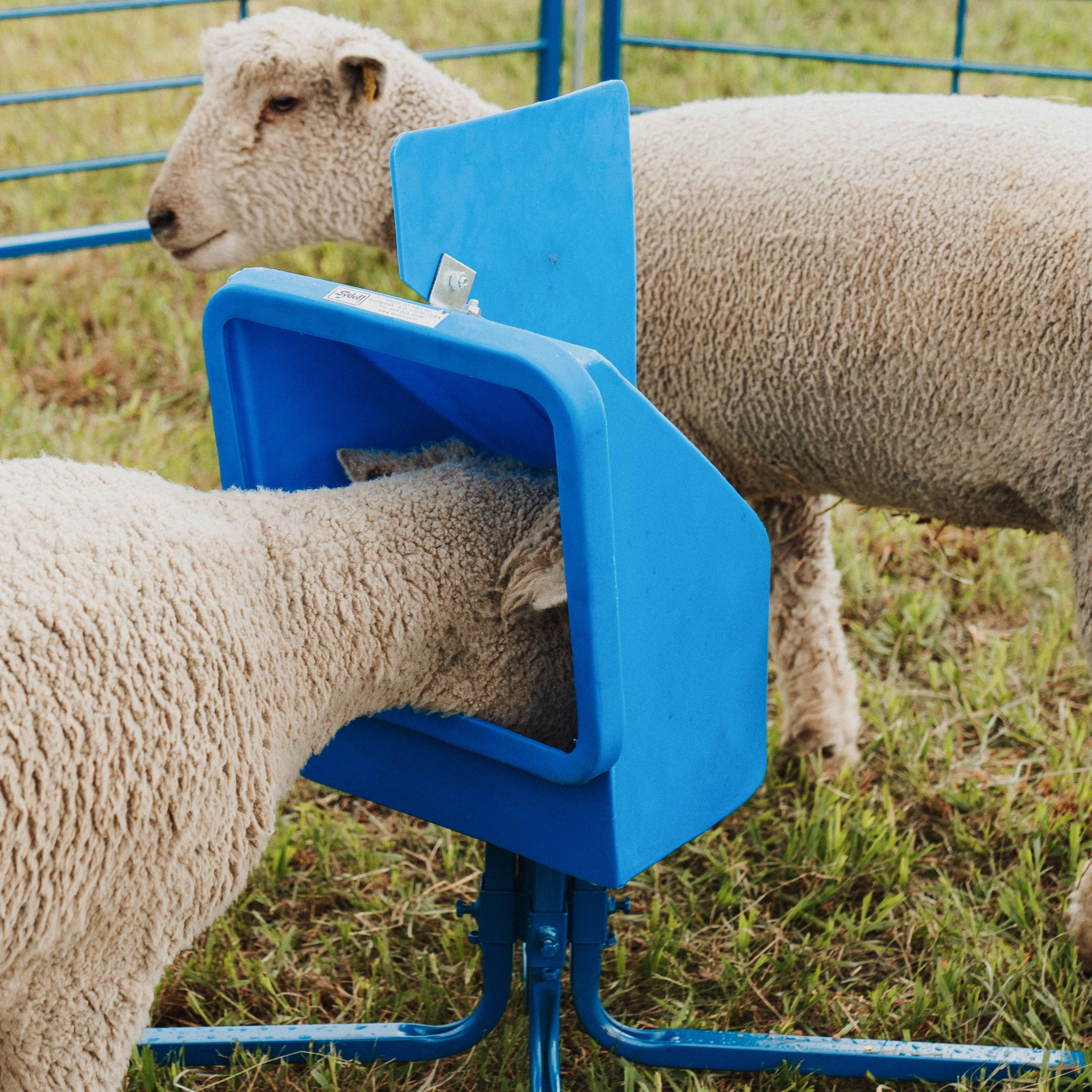 Mineral & Salt Feeders for Sheep & Goats | USA-Made Livestock Equipment