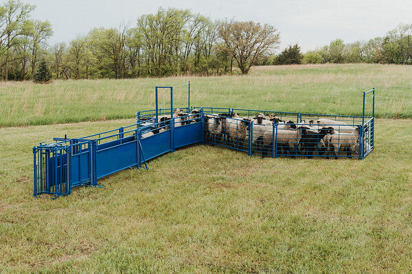 Sydell goat and sheep auto headgate