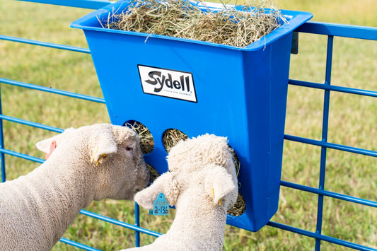 Sheep and goat grain feeder setup designed for safer handling and routine management