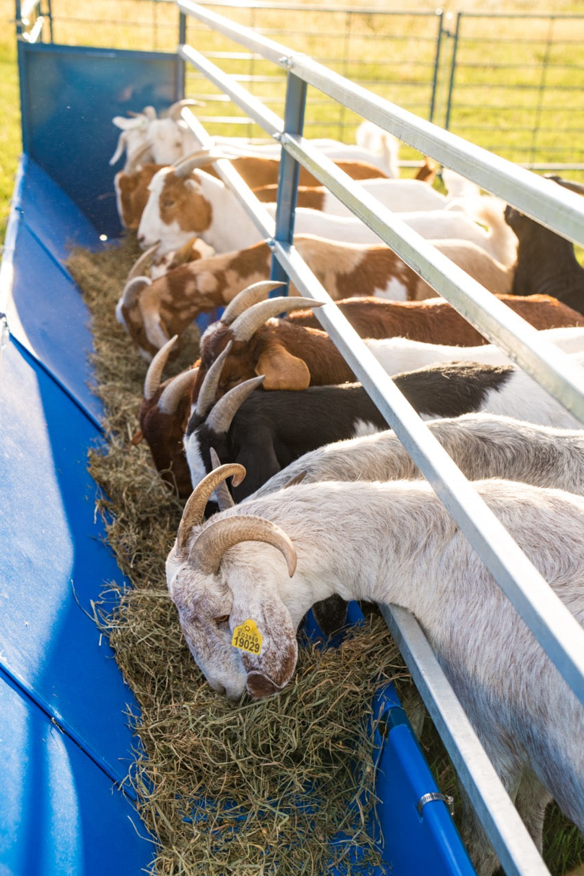 Detail view of grain feeder connection and adjustable components for sheep and goats