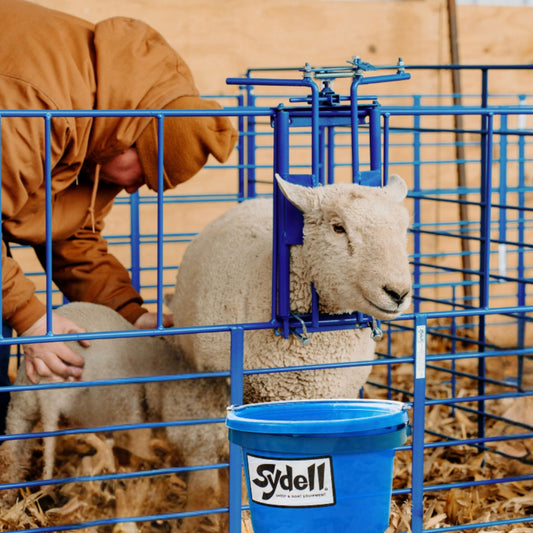 Ewe Headlock for 400 Panels for Sheep & Goats | Sydell #0490