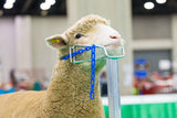 Sydell goat and sheep stand for shows show sheep stand show goat stand