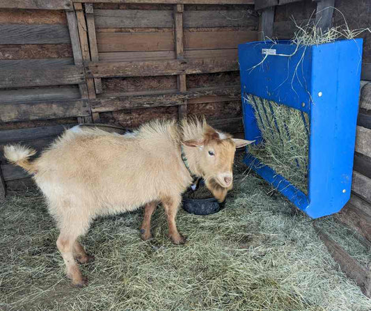 Poly Hay & Grain Feeder for Sheep & Goats | Sydell #0201 / #0202