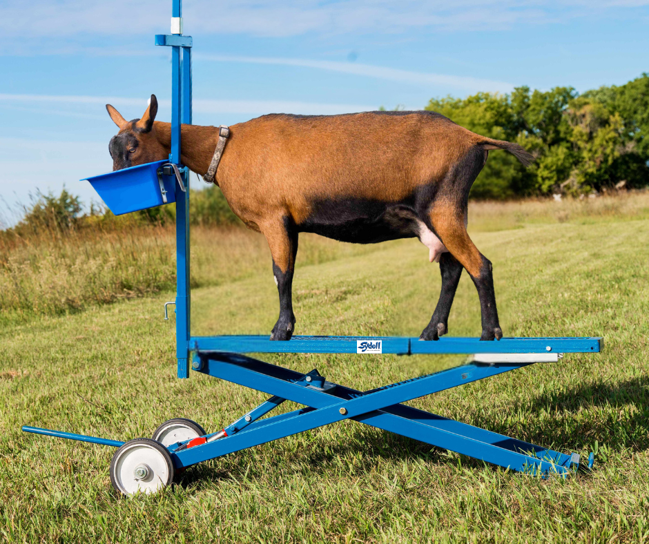 Sheep & Goat Milking Equipment | Milking Stanchions & Stands