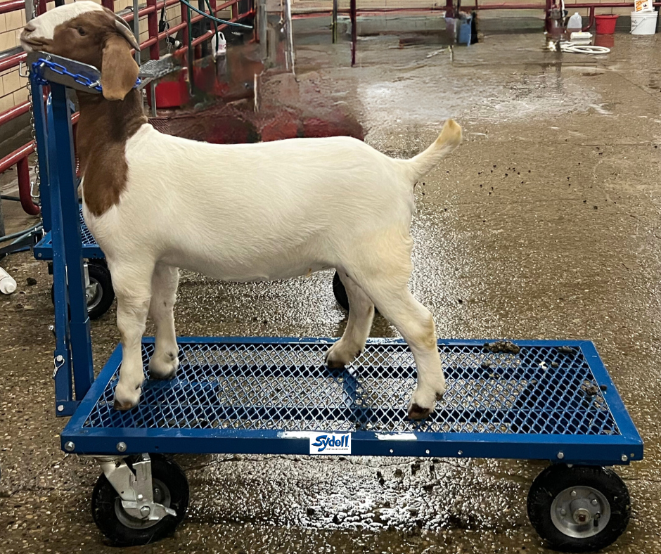 E.Z. Rider Wash Cart for Sheep & Goats 0785EZN sheep and goat handling equipment for livestock handling and animal flow