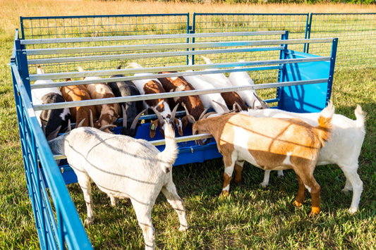 Bale feeder used for hoof trimming, sorting and controlled livestock movement