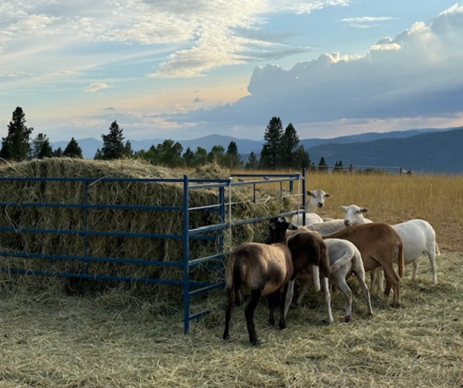 Collapsible Bale Feeders - Horizontal Manger (886/887) installed in barn layout for efficient sheep and goat handling