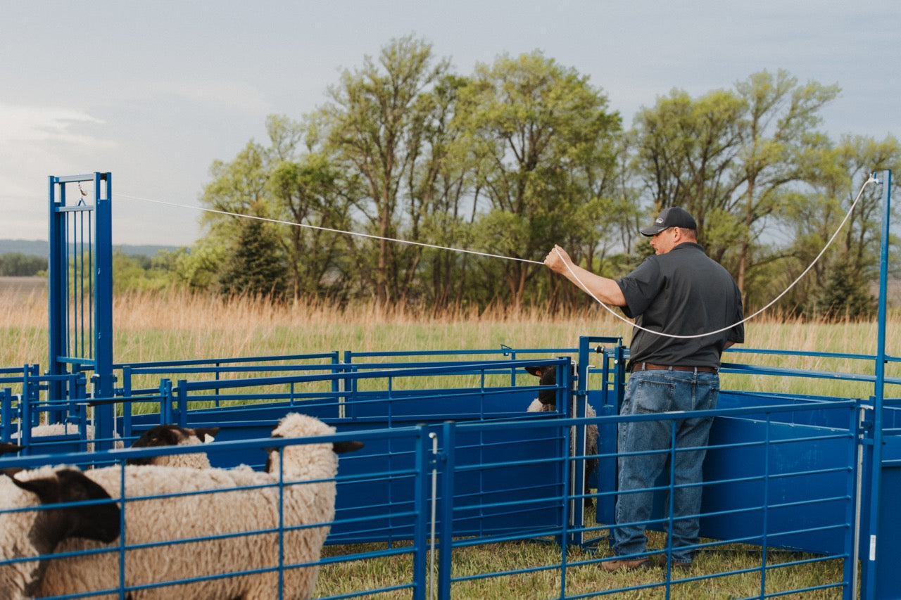 Sheep and goat barn system setup designed for safer handling and routine management