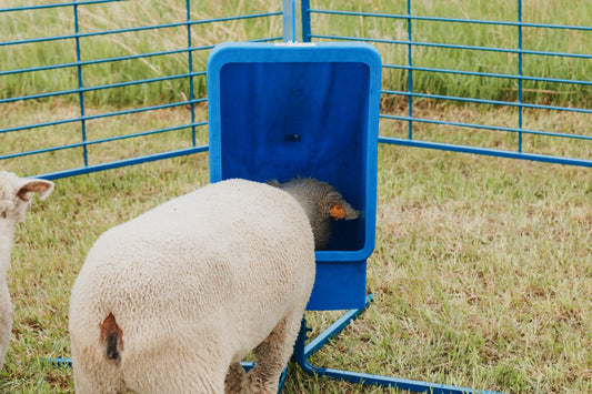 Sydell 50 lb Salt & Mineral Feeder with Round Base – Sheep, Goat & Small Livestock Mineral Feeder | Item #0801-5 installed in barn layout for effici