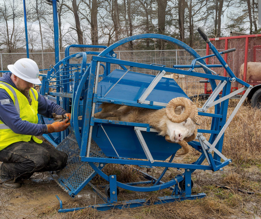 Sheep and goat handling equipment setup designed for safer handling and routine management