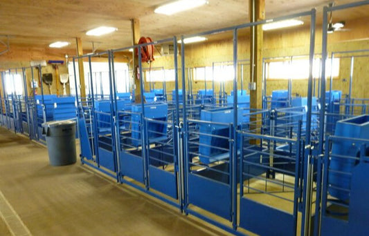 Sheep and goat kidding pen setup designed for safer handling and routine management