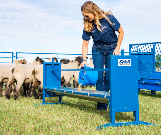 Sheep and goat grain feeder setup designed for safer handling and routine management