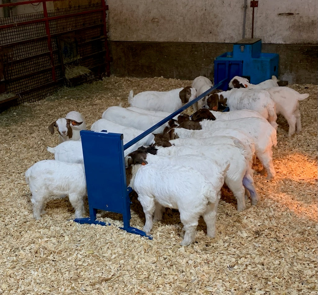 Why Quality Matters in Sheep and Goat Equipment