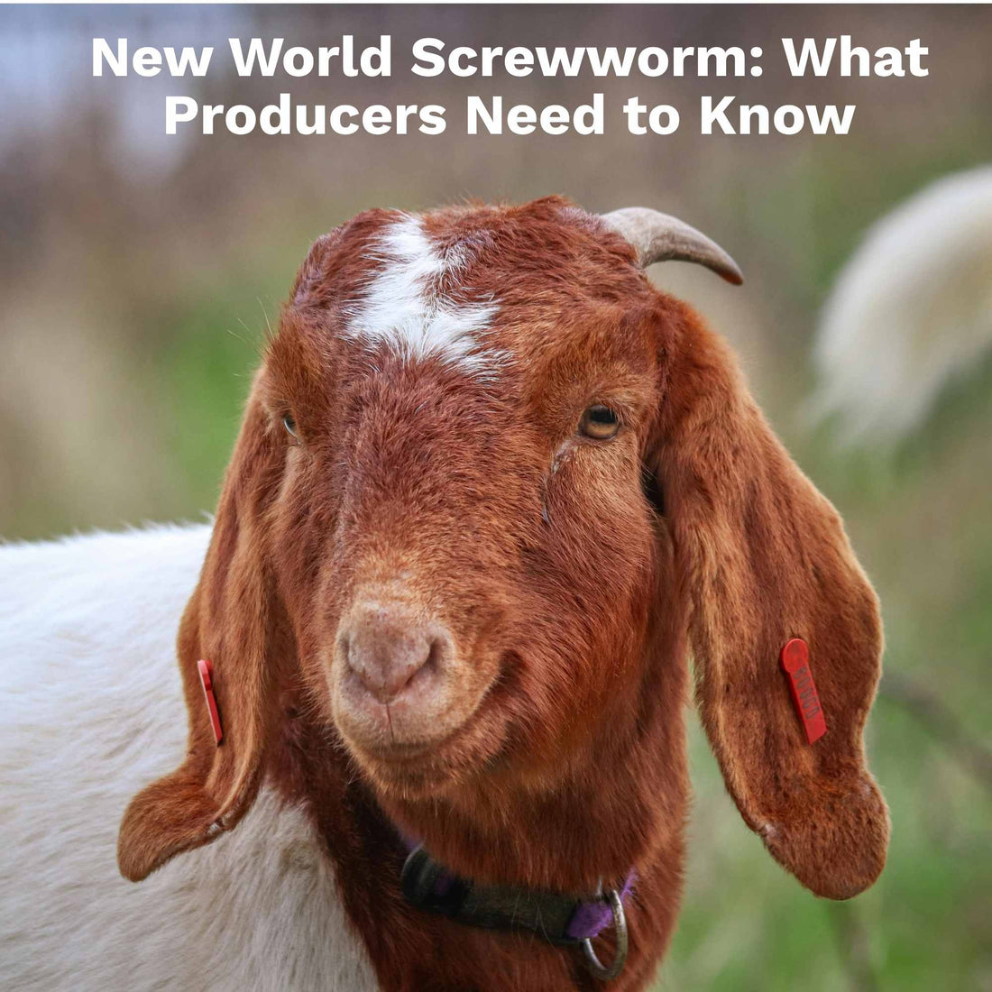 New World Screwworm: Protecting Your Sheep & Goats Starts with Preparation
