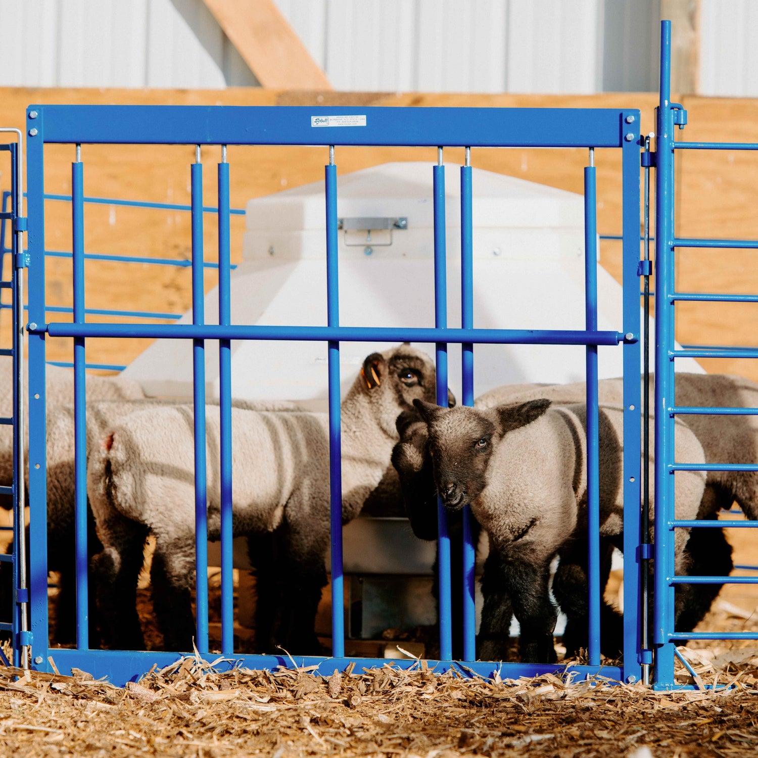 ydell Creep System – Gates, Panels, and Self-Feeders to Maximize Lamb &amp; Kid Growth! for sheep and goats