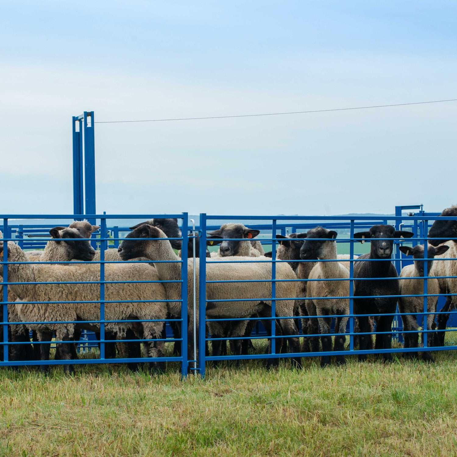 Sheep & Goat Livestock Panels | Solid, Open, Aluminum & Walk-Through ...