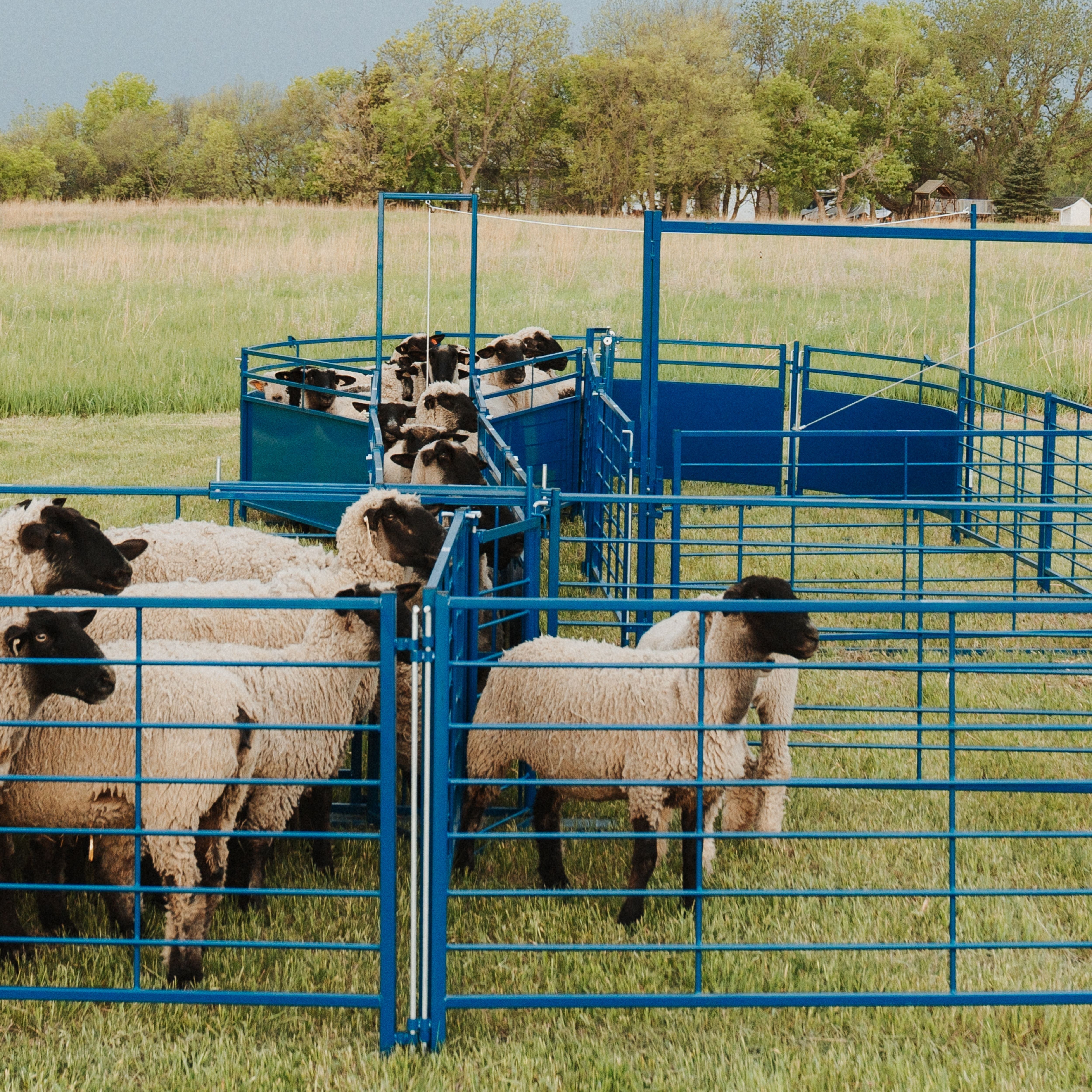 Complete Corral Systems – tagged 