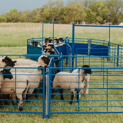 Sheep and goat working system with panels, gates, and sorting area by Sydell