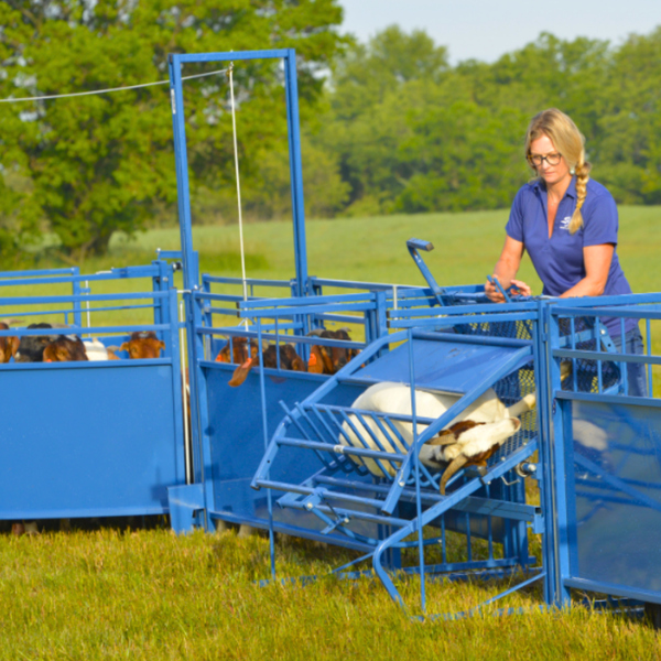Working Stock  Sheep and goat working stock equipment for farms, universities, and research centers. Designed for safe restraint and efficient handling during hoof trimming, health treatments, breeding work, and routine management.