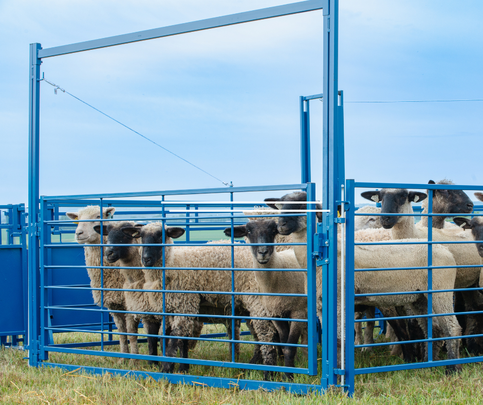 Sheep & Goat Livestock Panels | Solid, Open, Aluminum & Walk-Through ...