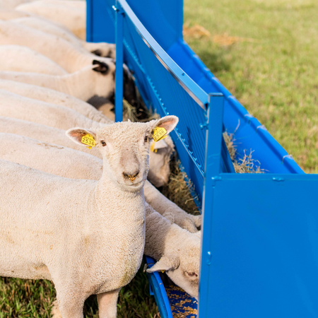 Feeders  Sheep and goat hay, grain, and mineral feeders for farms, universities, and research centers. Built to reduce waste, improve efficiency, and support daily livestock feeding in barns, pens, and pastures.