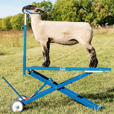 Show Stock Equipment  Sheep and goat show stock equipment for farms, universities, and research herds. Designed for safe handling, daily training, and professional animal presentation.