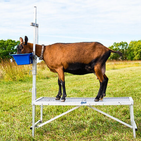 Milking Equipment for Sheep and goat milking equipment for farms, universities, and research dairies. Designed for efficient, sanitary milk collection and controlled animal handling.