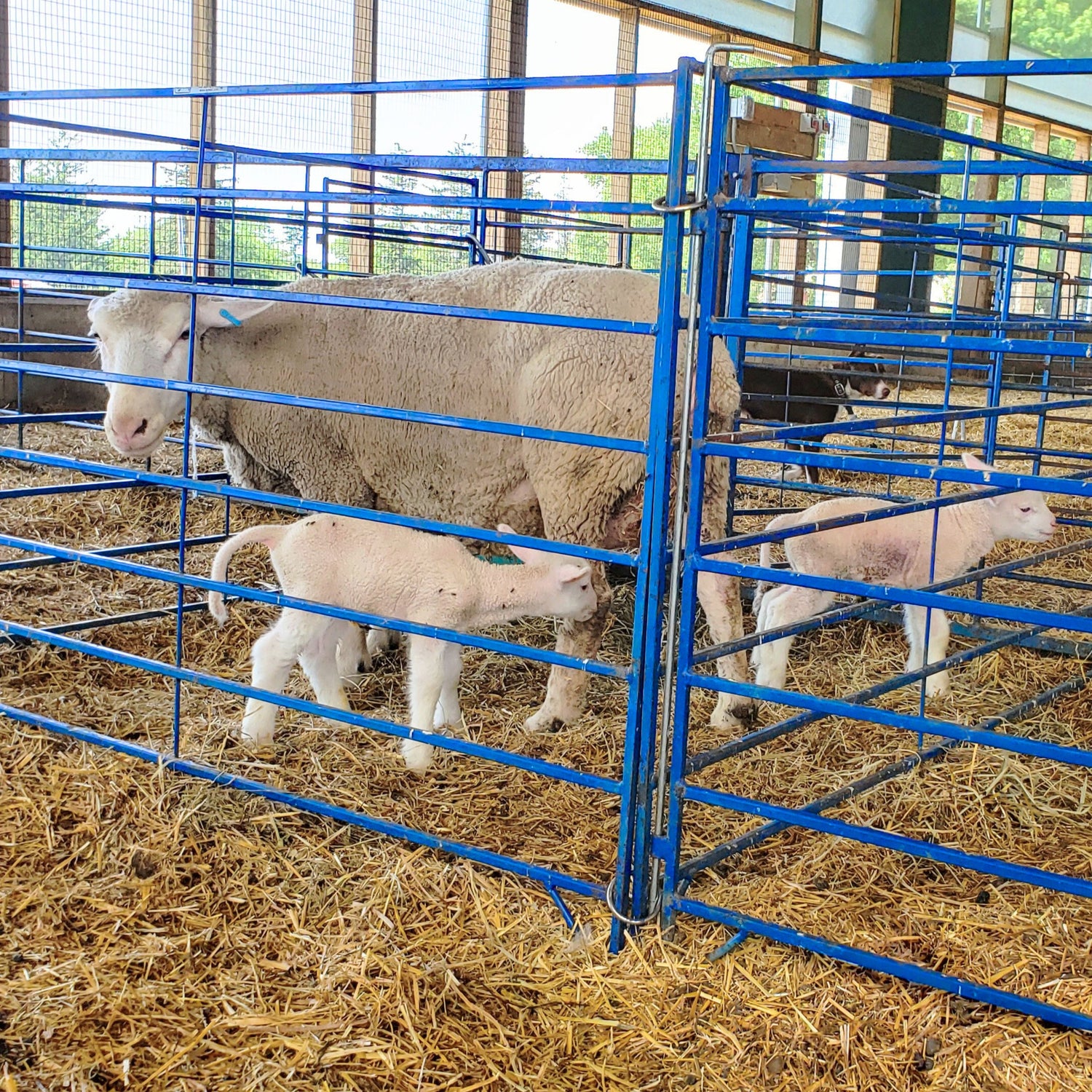 The easy folding, lightweight and durable panels can be used for lambing and kidding, sorting stock, or as a quick go-to around the farm.