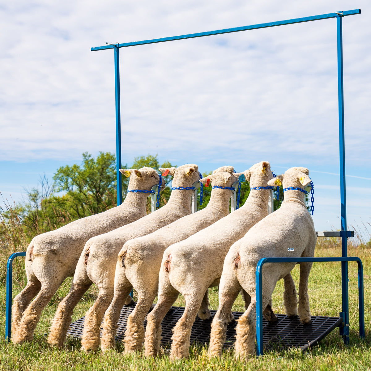 Sheep & Goat Show Equipment | Fitting Stands & Show Stands | Sydell ...