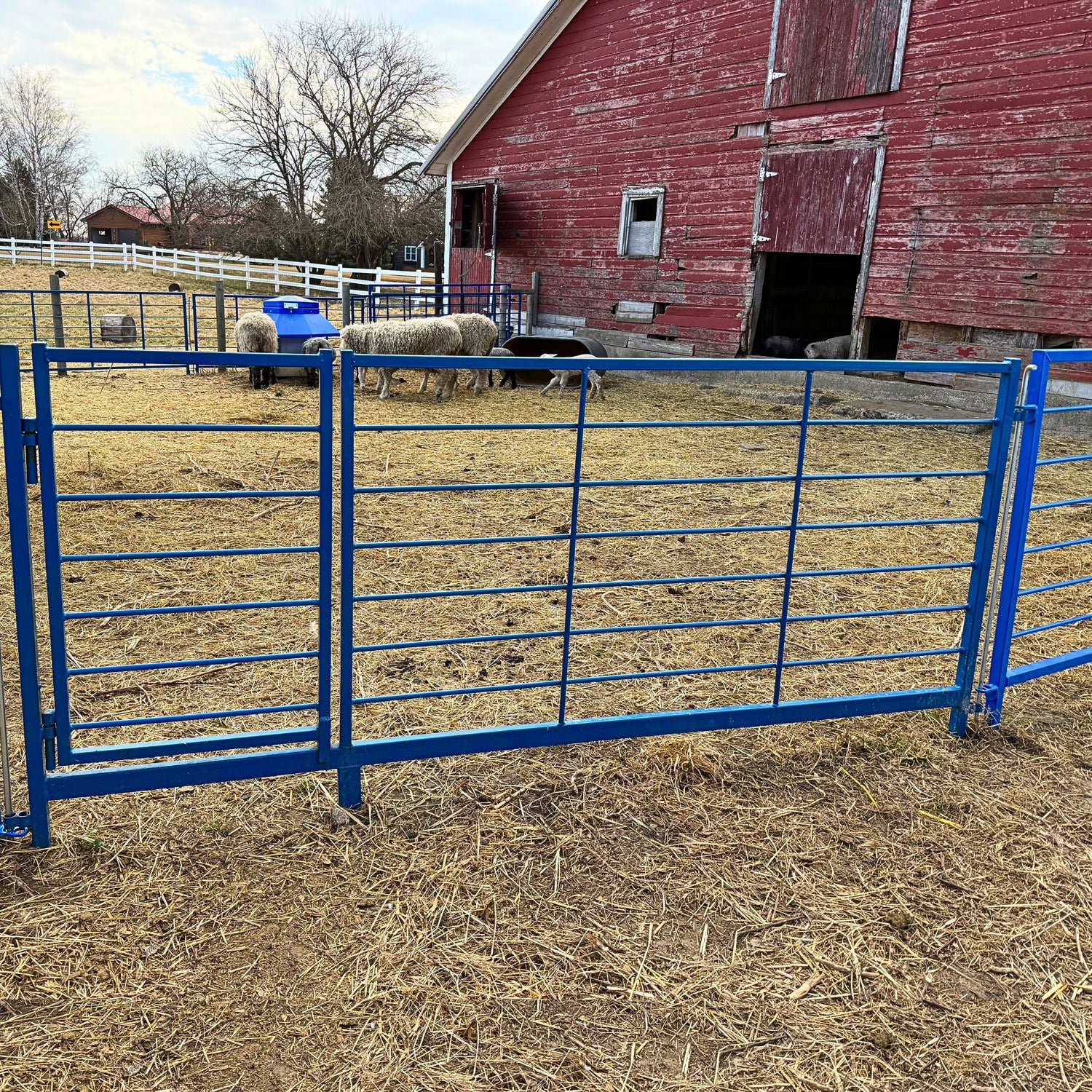 Walk-through panels and gates for sheep and goats designed to allow handlers to move safely through livestock pens without climbing over panels.
