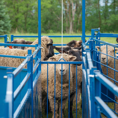 Sorting gates for sheep and goats are  separate animals for health checks, breeding, marketing, and management. Sydell sorting gates include stop gates, two-way gates, and three-way gates that allow quick, safe animal sorting.