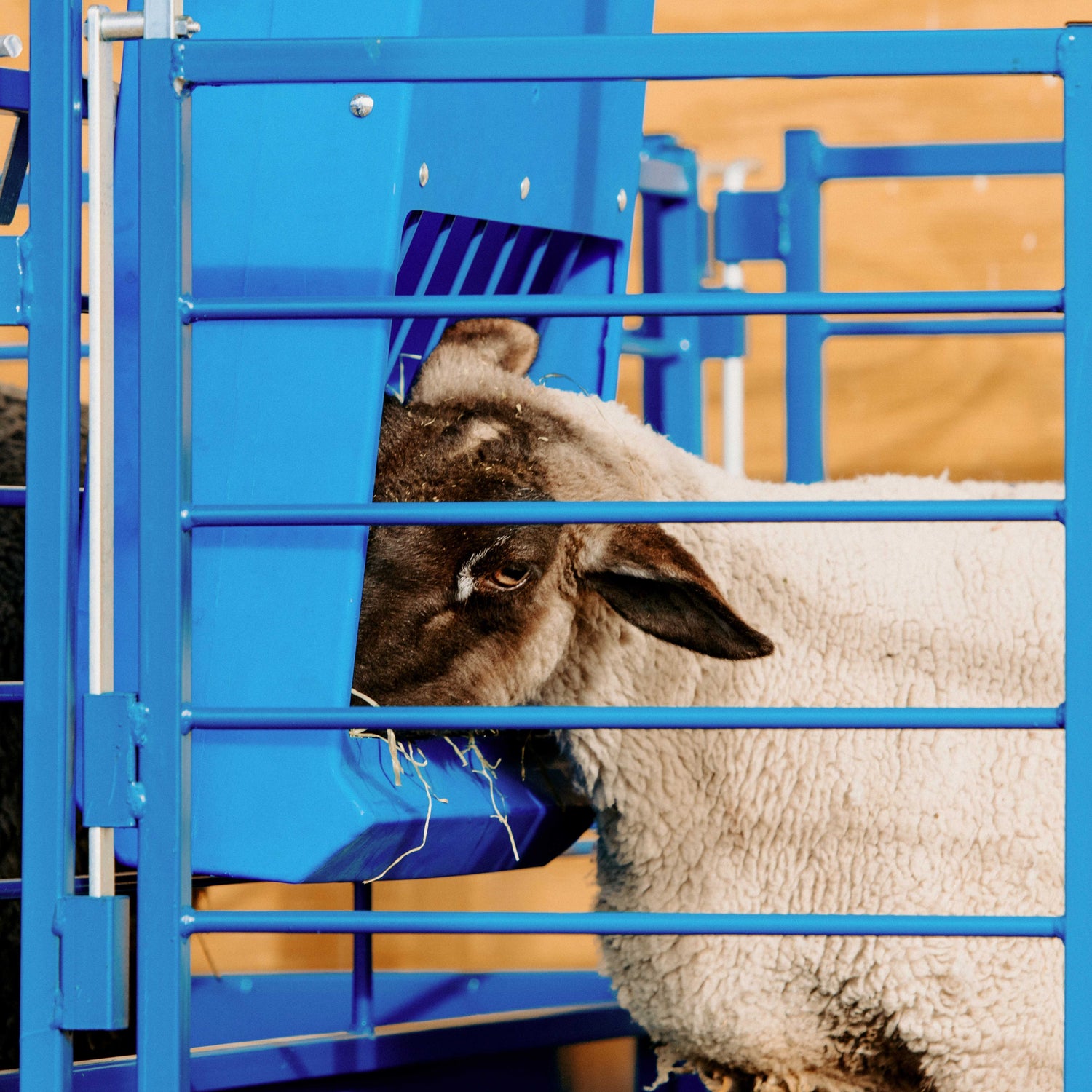 Lambing and kidding accessories for sheep and goats are essential for creating a safe, efficient, and well-managed environment during one of the most important times on your farm.