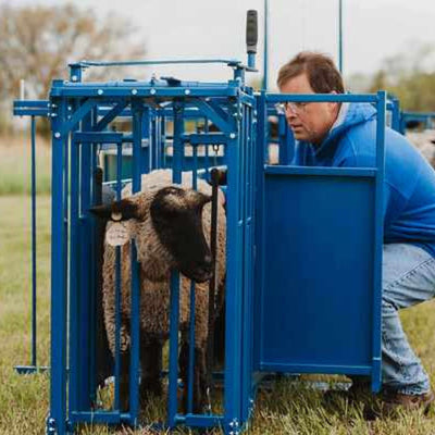 Headgates and head cages for sheep and goats provide safe, secure restraint for handling, treatment, and routine care.
