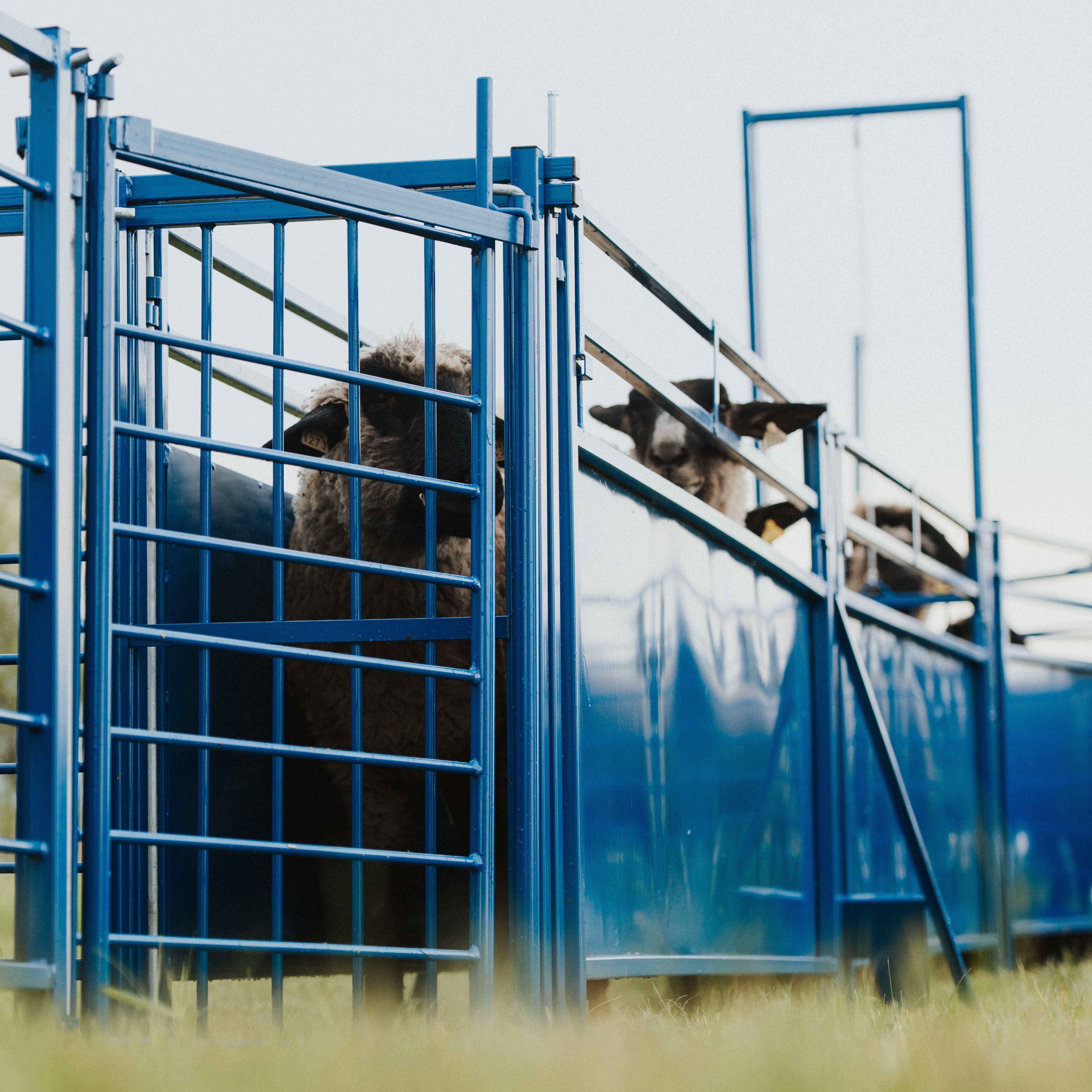 Sheep Gate System Sheep & Goat Corral Accessories | Gates, Connectors & Hardware | Sydell ...