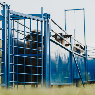Corral accessories for sheep and goat handling systems including gates, connectors, mounting hardware, and system upgrades. Sydell corral accessories help producers customize and expand their livestock handling systems for specific needs.