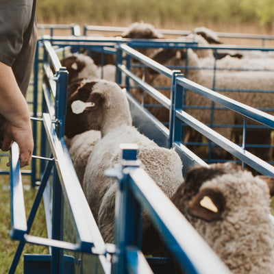Complete sheep and goat working system built for safe and efficient handling