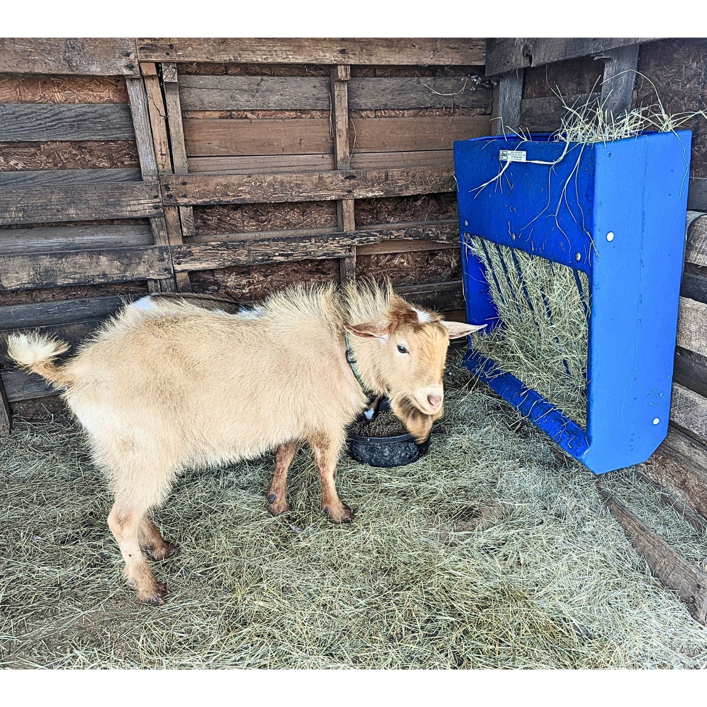 Self Feeder Insert for Sydell 0201 Feeder for Sheep & Goats | Sydell #0201A