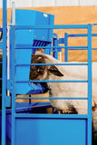 sheep eating out of polyhaybasket-sydell-sheep-goat-farm-handling-equipment-feeder-trough-hangingfeeder-polyfeeder-plasticfeeder-durablefeeder-heavyduty