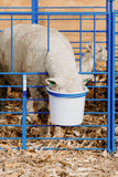 Sheep eating out of bucket on pailholder-5gallon-sydell-sheep-goat-farm-handling-equipment-feeder-pailbracket-pailholder
