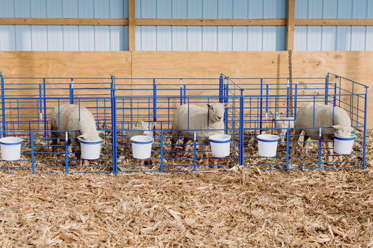Sheep and goat kidding pen setup designed for safer handling and routine management