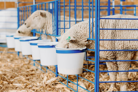 Sheep eating out of buckets on pailholder-5gallon-sydell-sheep-goat-farm-handling-equipment-feeder-pailbracket-pailholder