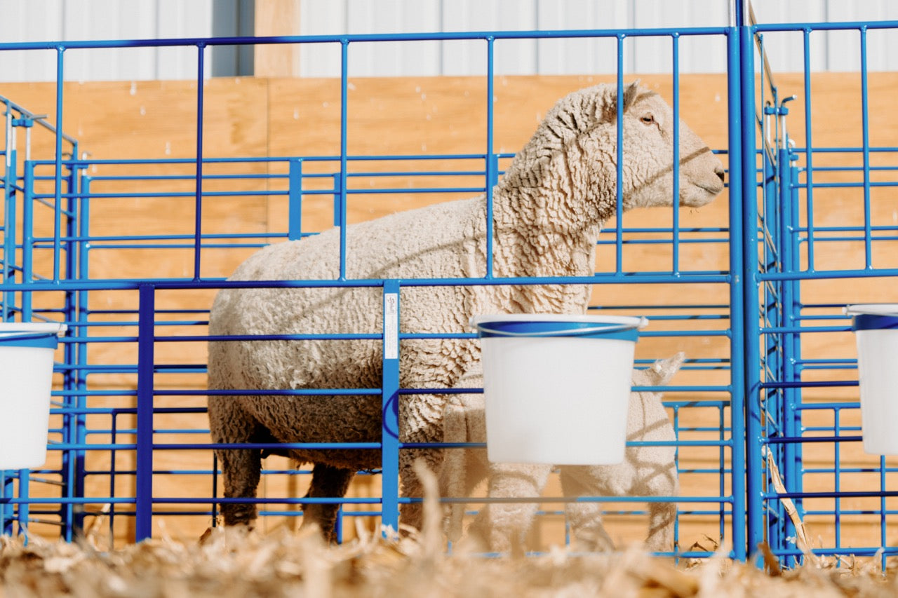 Detail view of lambing pen connection and adjustable components for sheep and goats