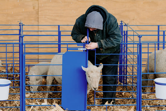 Grafting Gate for Non-Horned and Horned Stock (460) sheep and goat livestock equipment for livestock handling and animal flow