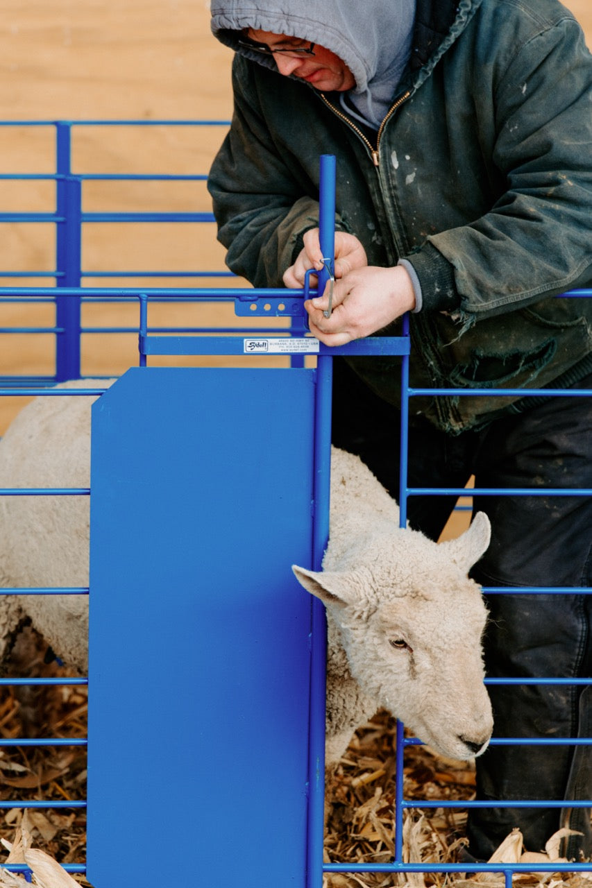 Sydell Deluxe Pin-In Grafting Gate Panel for Lambing & Kidding Pens | Sydell Item #0653-3 installed in barn layout for efficient sheep and goat hand