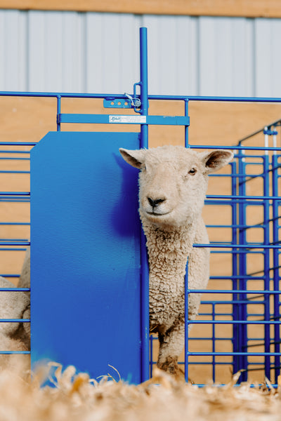 Sheep Gate System Grafting Gate for Non-Horned and Horned Stock (460) | Sheep & Goat ...
