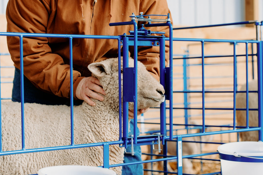 Goat Handler Ewe Headlock Fits 400 Panels (490) | Sheep & Goat Lambing & Kidding ...