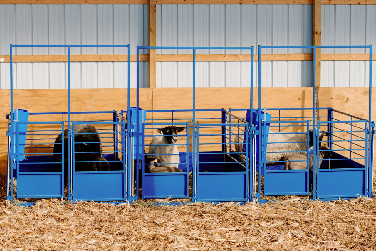 Deluxe Wall Mount Starter Pens installed in barn layout for efficient sheep and goat handling