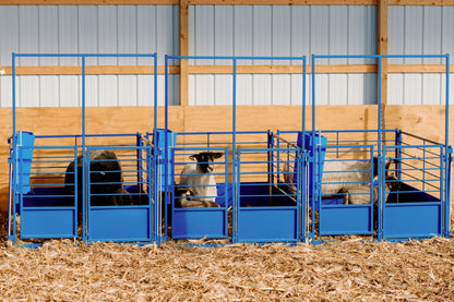 Deluxe Wall Mount Starter Pens installed in barn layout for efficient sheep and goat handling
