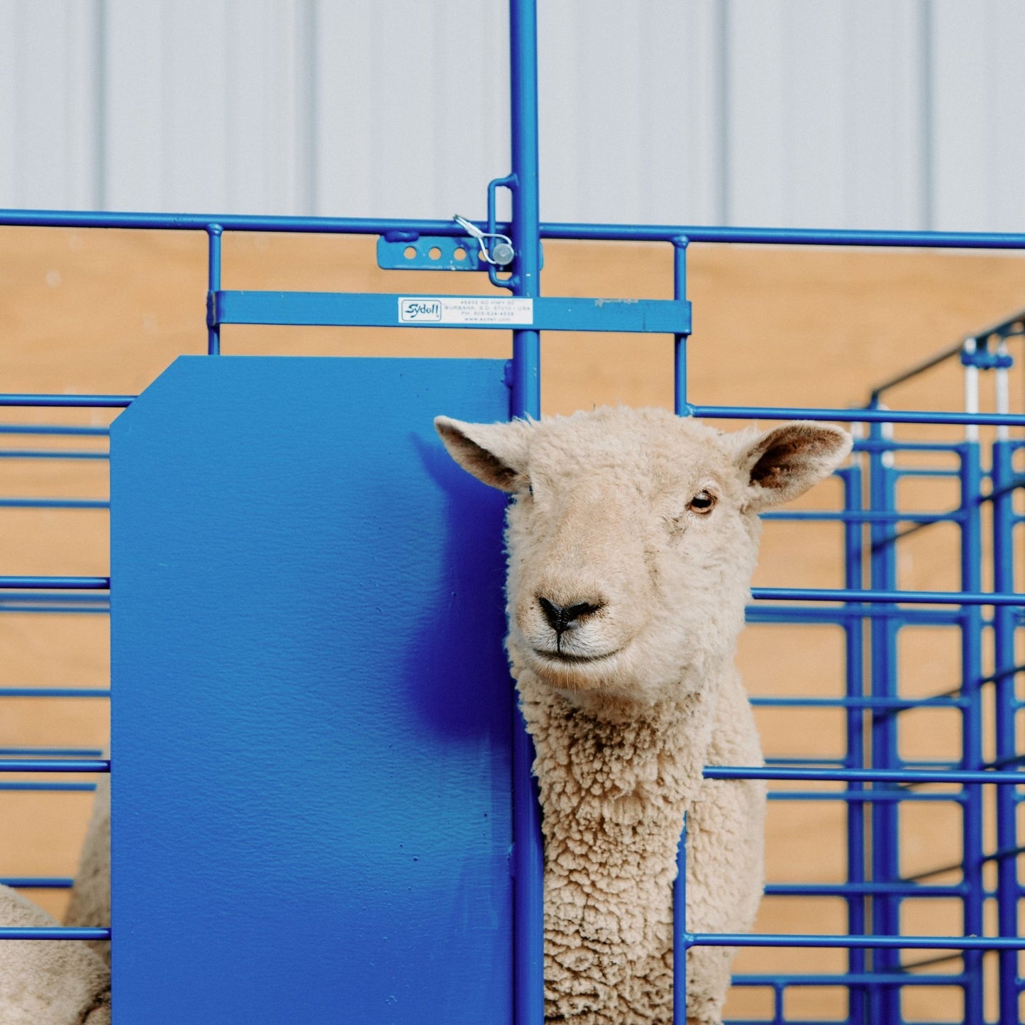 Grafting Gate for Non-Horned and Horned Stock for Sheep & Goats | Sydell #0460-4T / #0460-5T